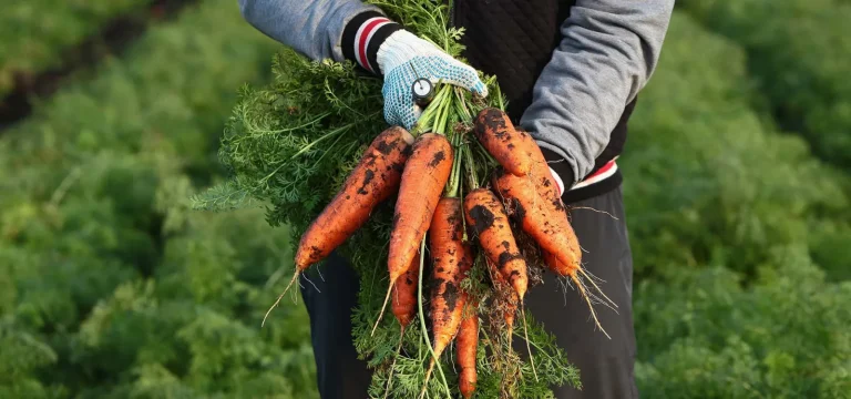 Home Principal Agro - Image 02 (May 8, 2026)